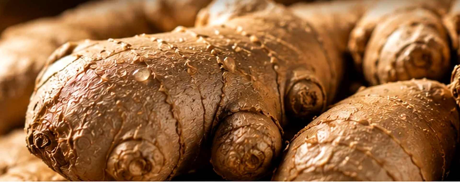 Close-up of fresh premium Indonesian ginger