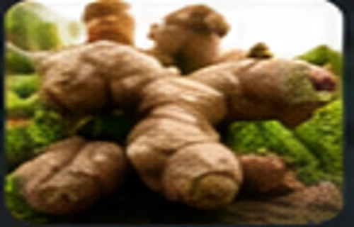 Fresh ginger harvest